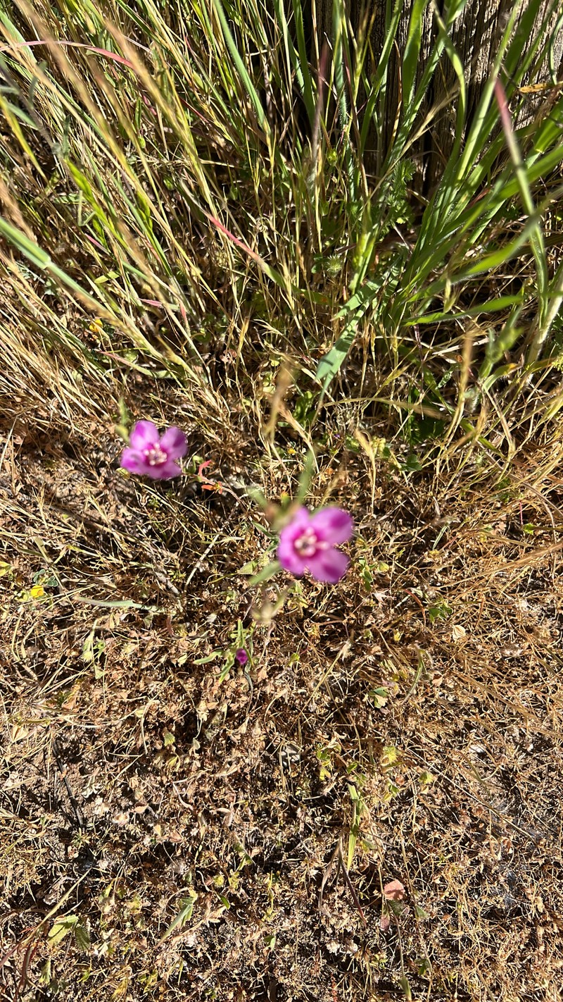 Clarkia purpurea subsp. quadrivulnera photo 7