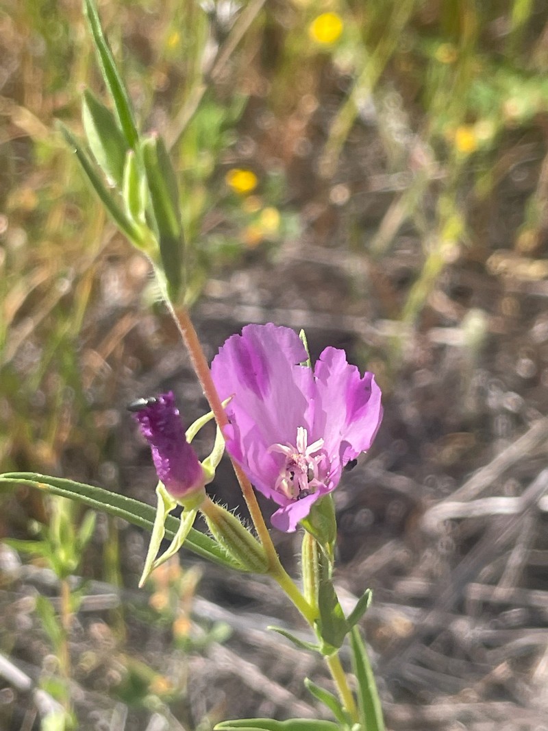 Clarkia purpurea subsp. quadrivulnera photo 8