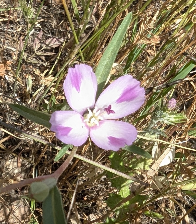Clarkia purpurea subsp. viminea