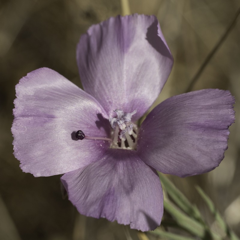 Clarkia purpurea subsp. viminea photo 2