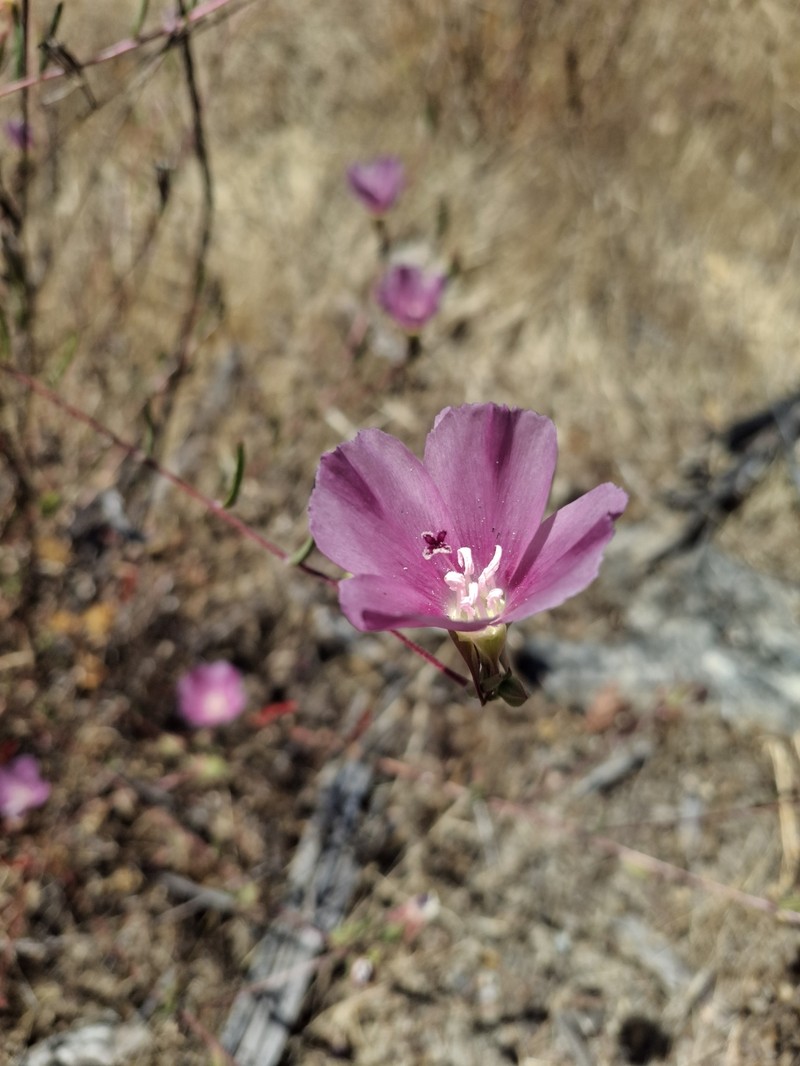Clarkia purpurea subsp. viminea photo 3