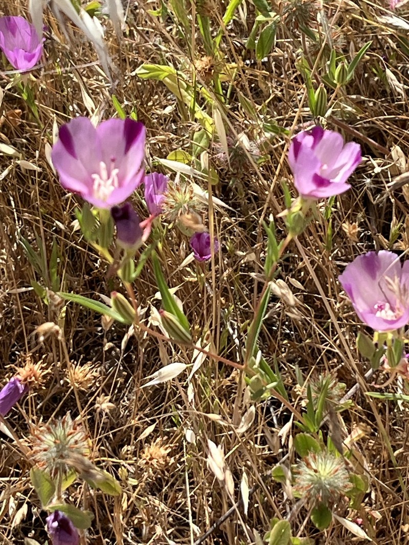 Clarkia purpurea subsp. viminea photo 4