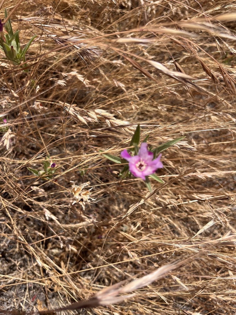 Clarkia purpurea subsp. viminea photo 5