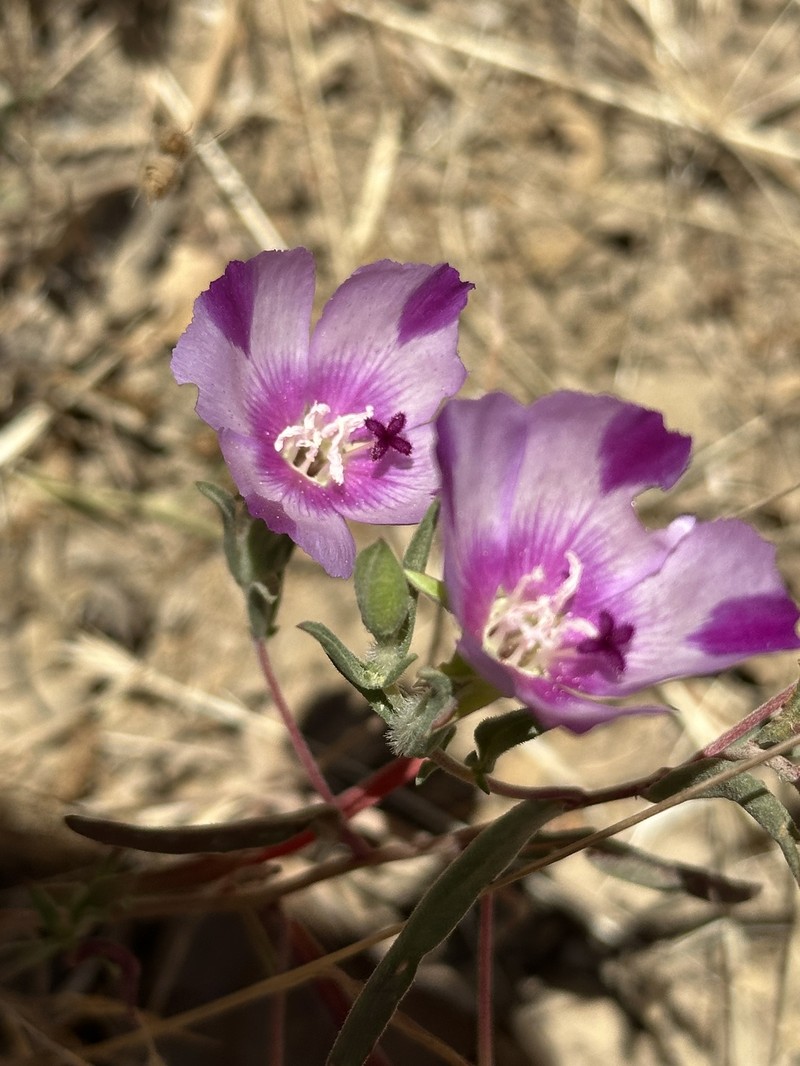 Clarkia purpurea subsp. viminea photo 6
