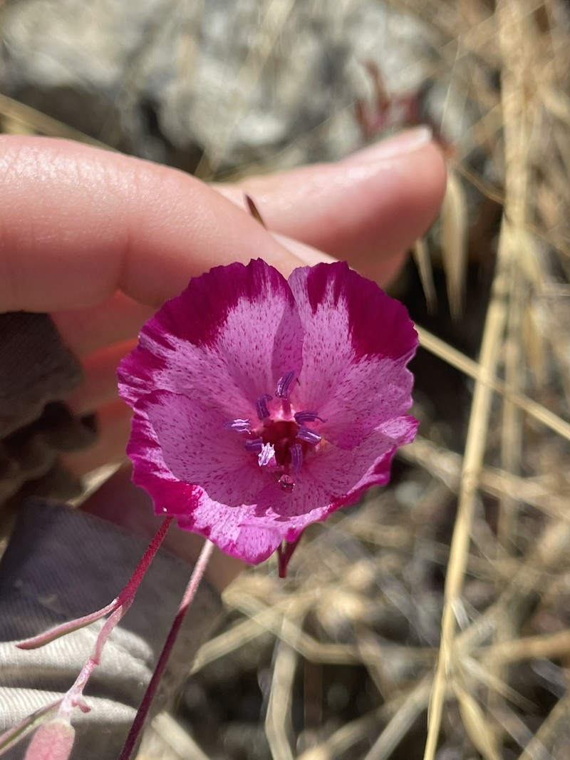 Clarkia purpurea subsp. viminea photo 7