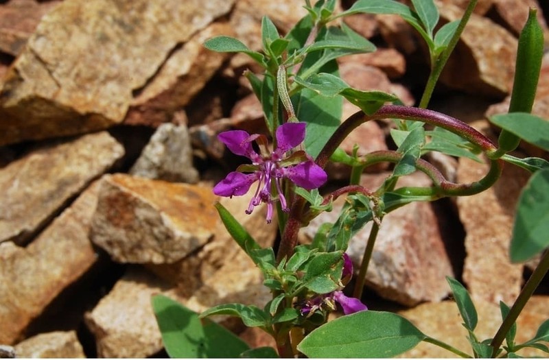 Diamond Clarkia