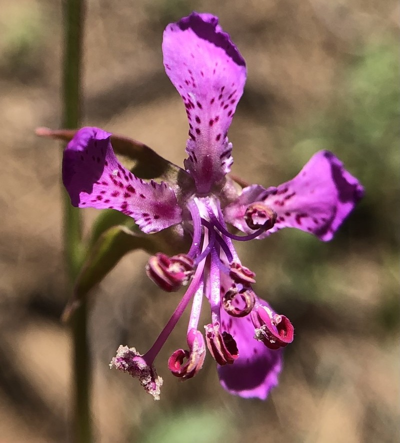 Diamond Clarkia photo 2