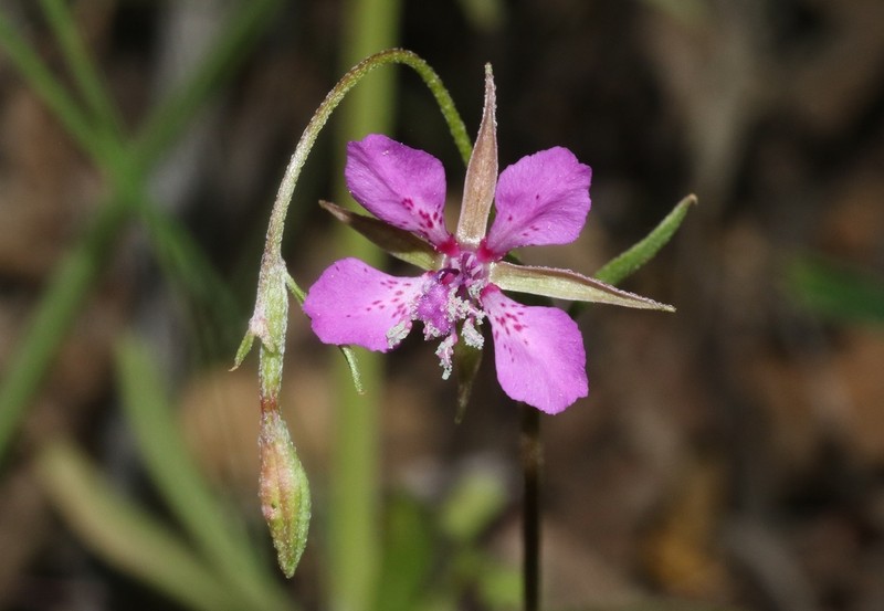 Diamond Clarkia photo 3