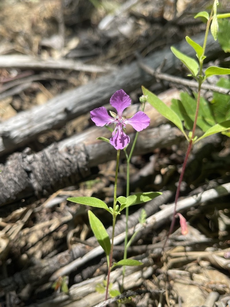 Diamond Clarkia photo 4