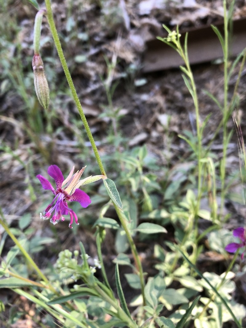 Diamond Clarkia photo 5