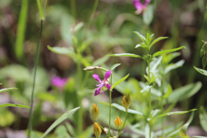 Diamond Clarkia photo 6