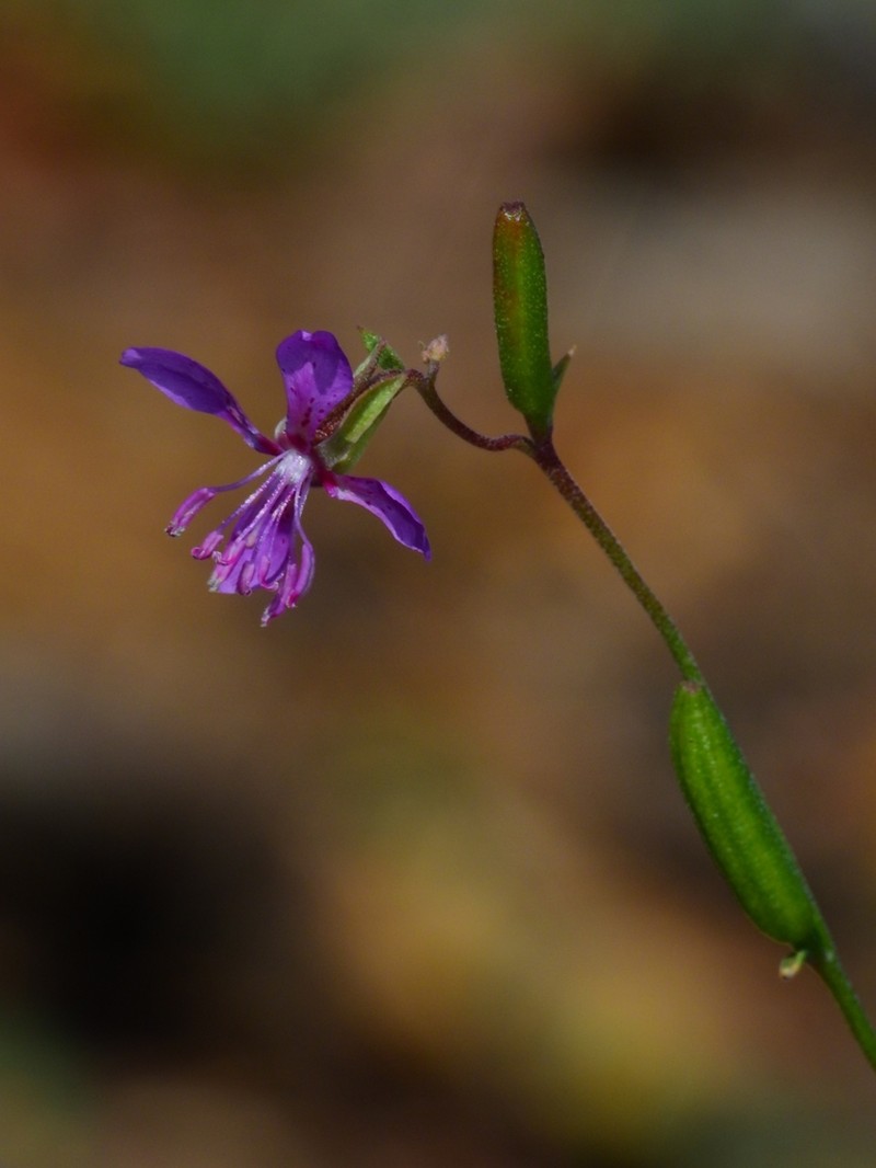 Diamond Clarkia photo 8