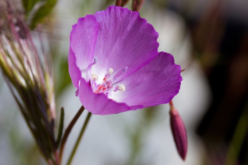 Beaked Clarkia