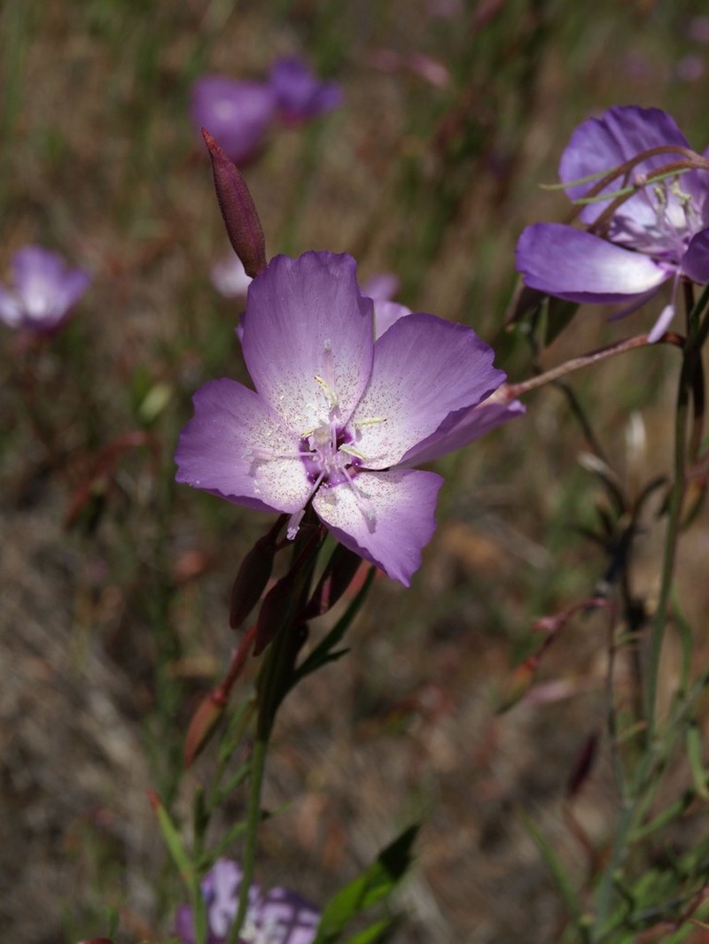 Beaked Clarkia photo 2