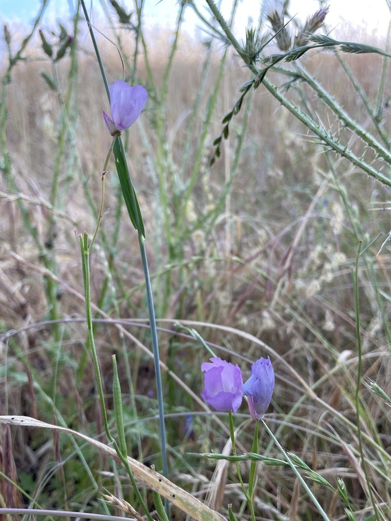 Beaked Clarkia photo 3