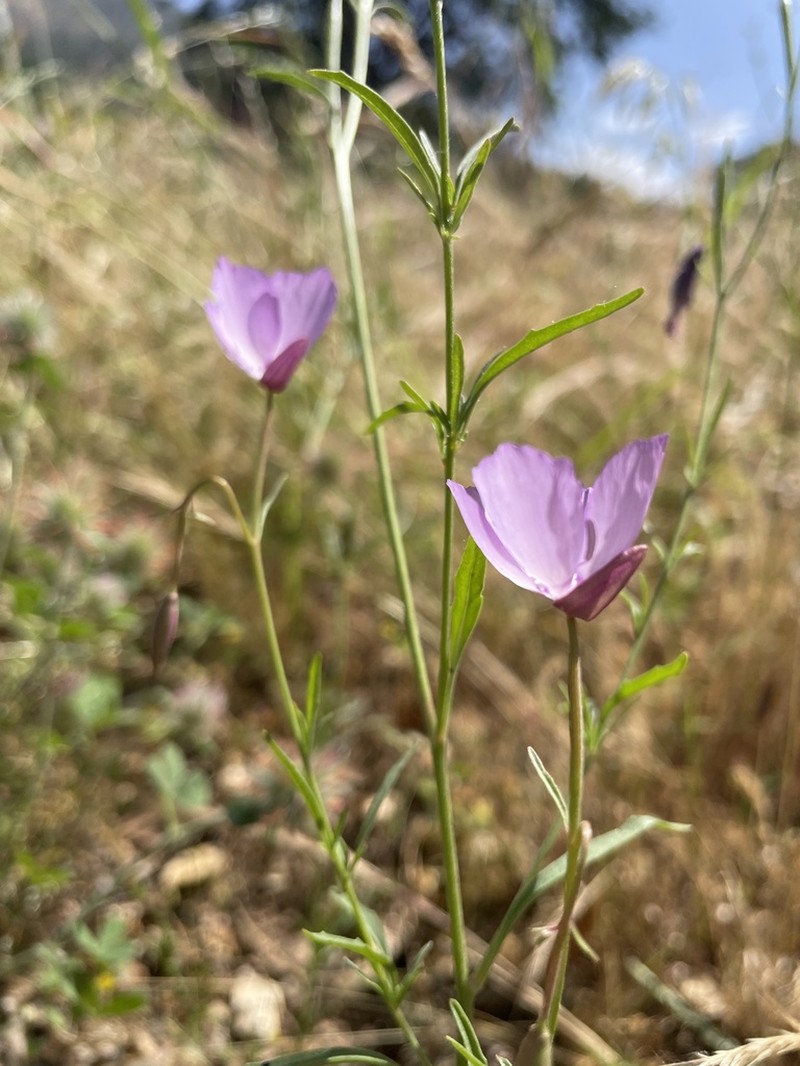 Beaked Clarkia photo 4