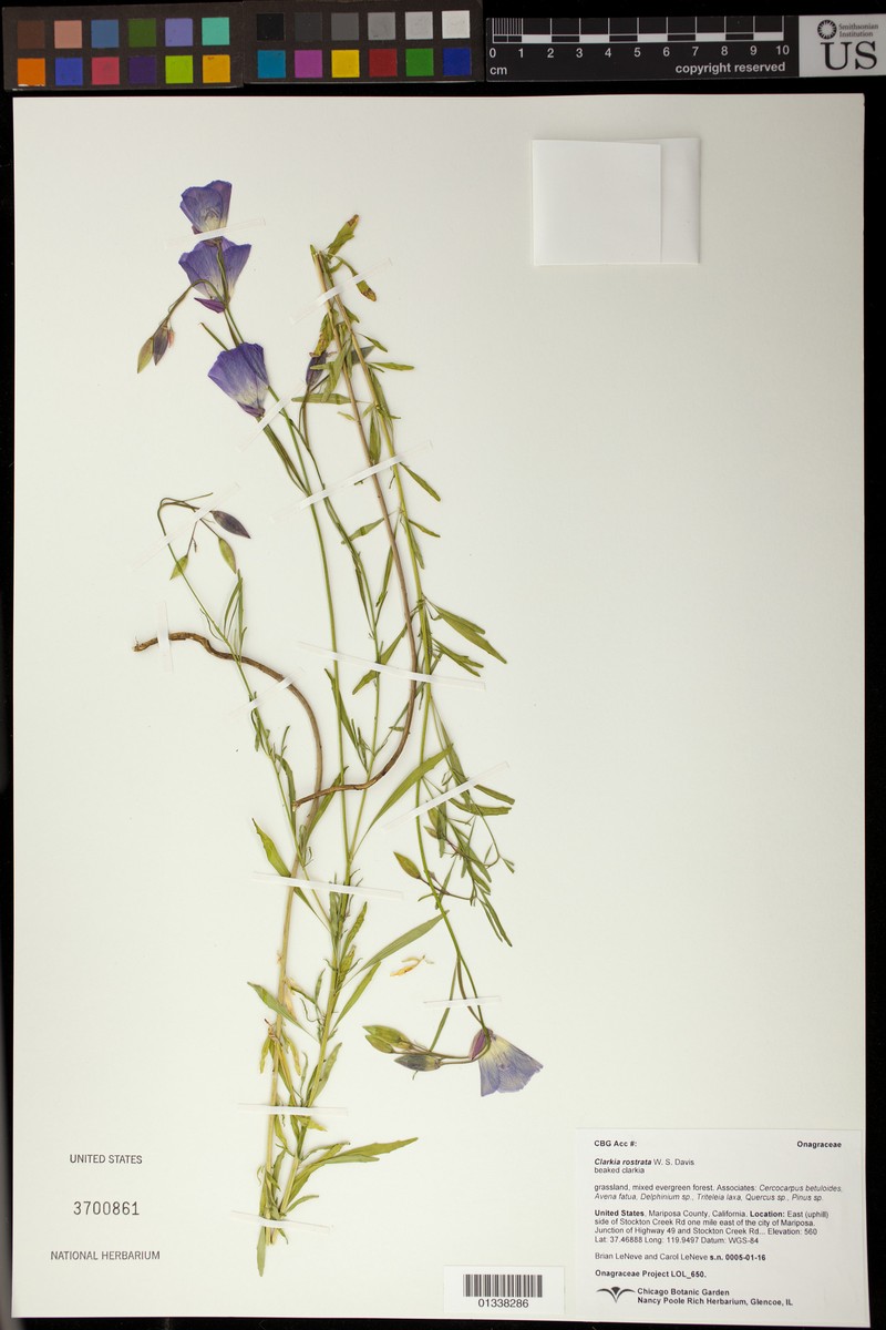 Beaked Clarkia photo 5