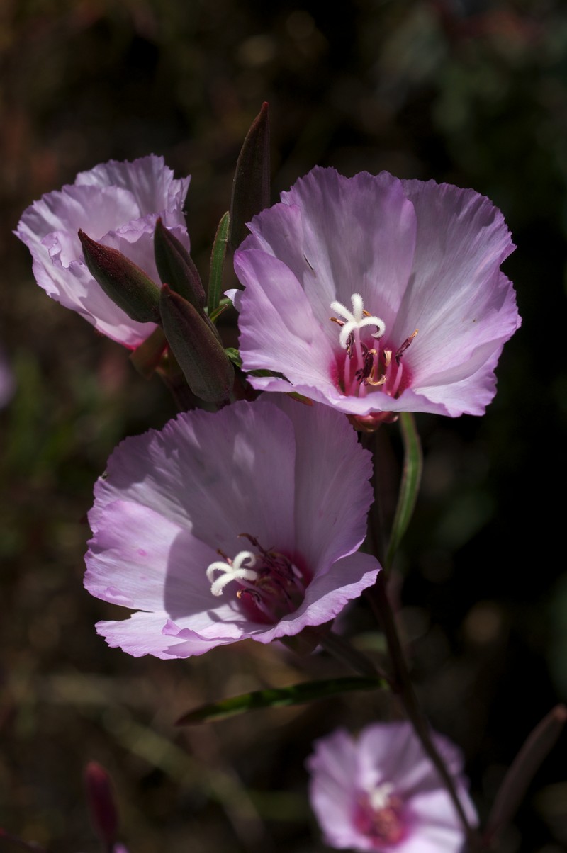 Ruby Chalice Clarkia