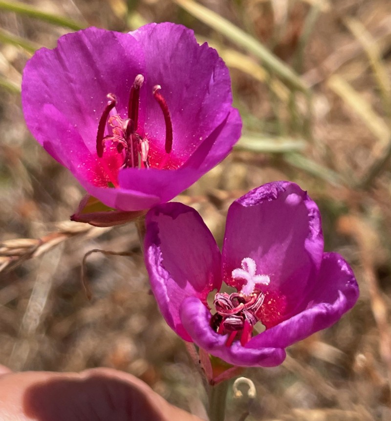 Ruby Chalice Clarkia photo 2
