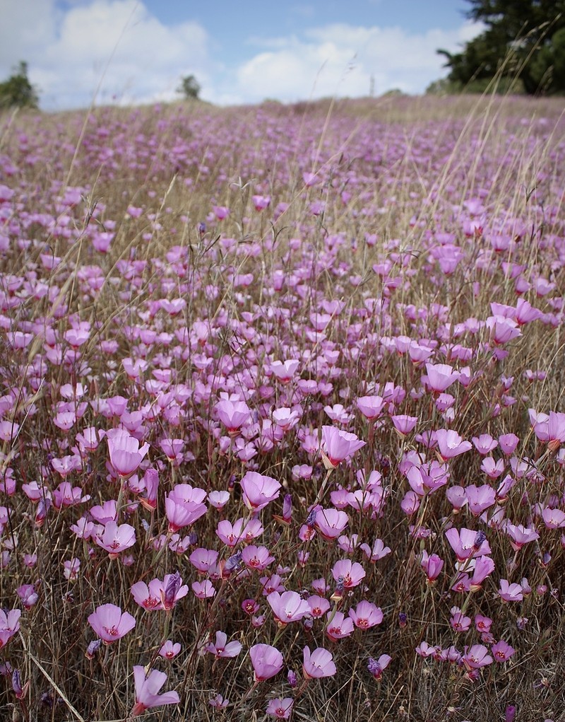Ruby Chalice Clarkia photo 3