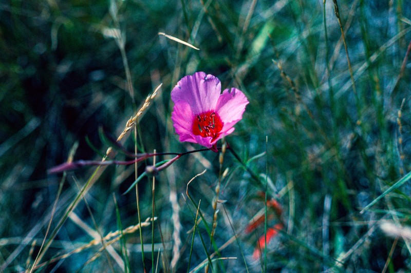 Ruby Chalice Clarkia photo 4