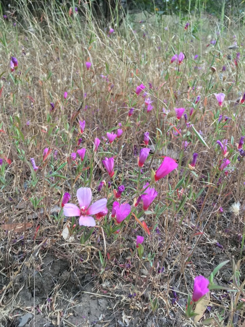 Ruby Chalice Clarkia photo 5