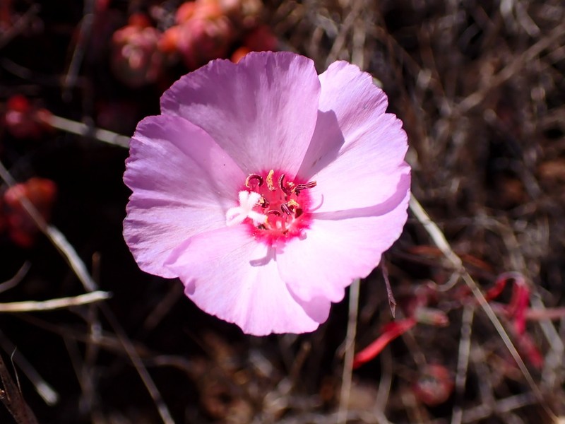 Ruby Chalice Clarkia photo 6