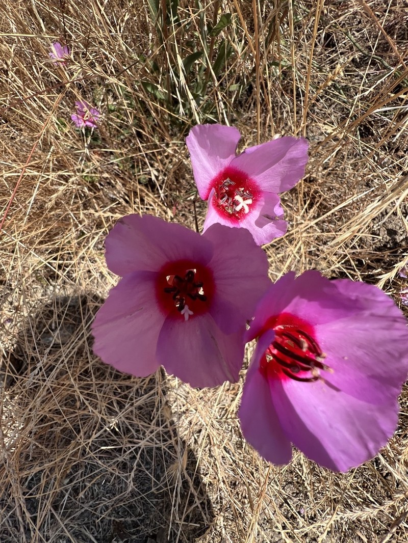 Ruby Chalice Clarkia photo 7