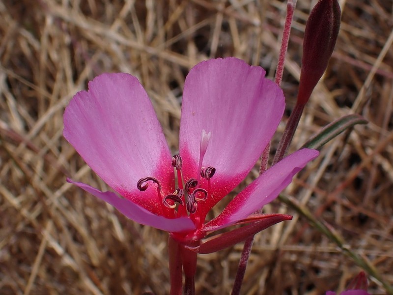 Ruby Chalice Clarkia photo 8