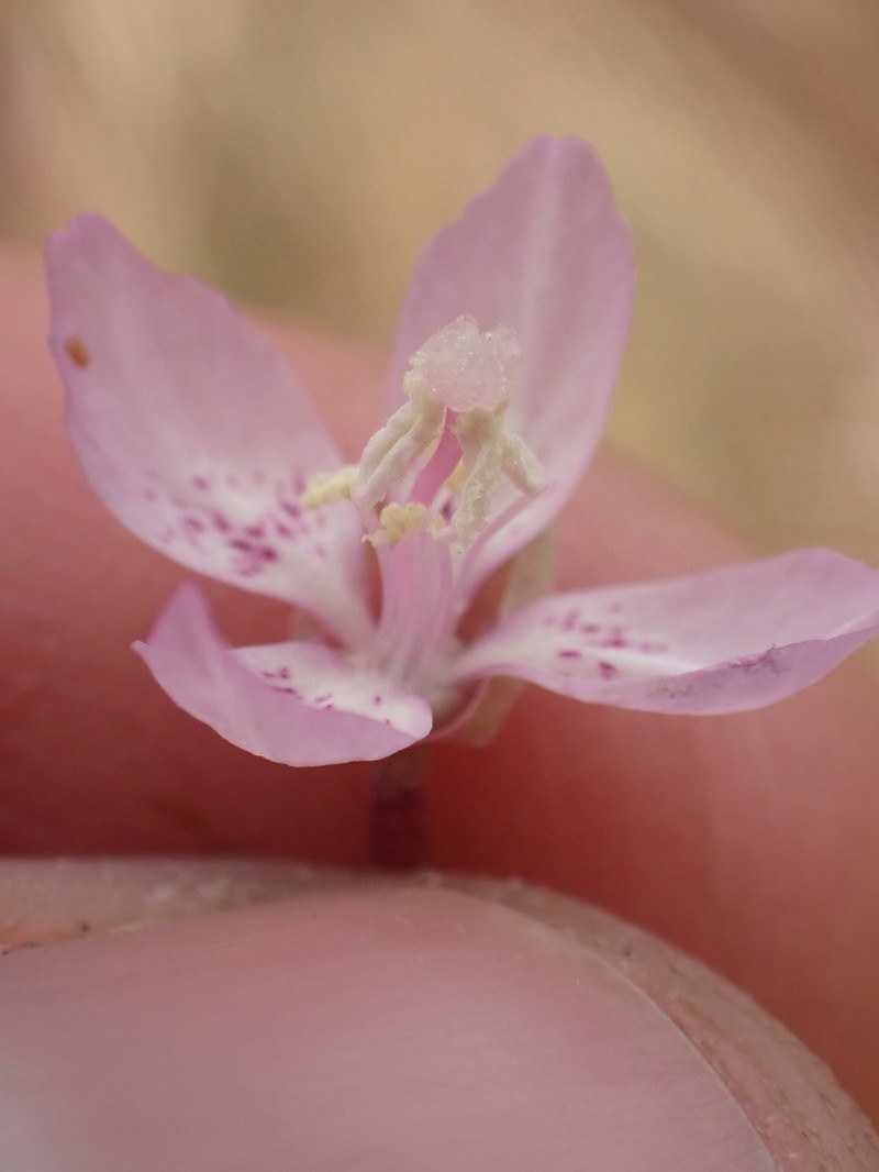 Ramona Clarkia