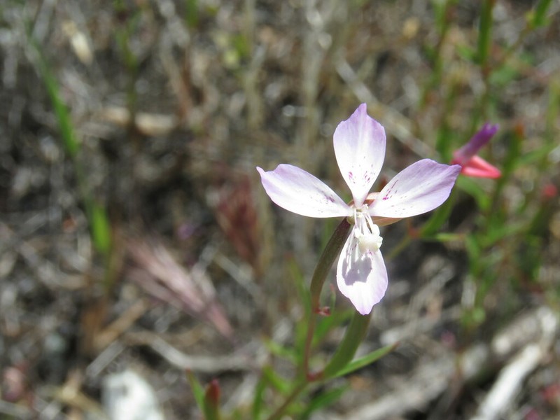 Ramona Clarkia photo 2