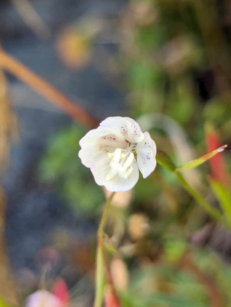 Ramona Clarkia photo 3