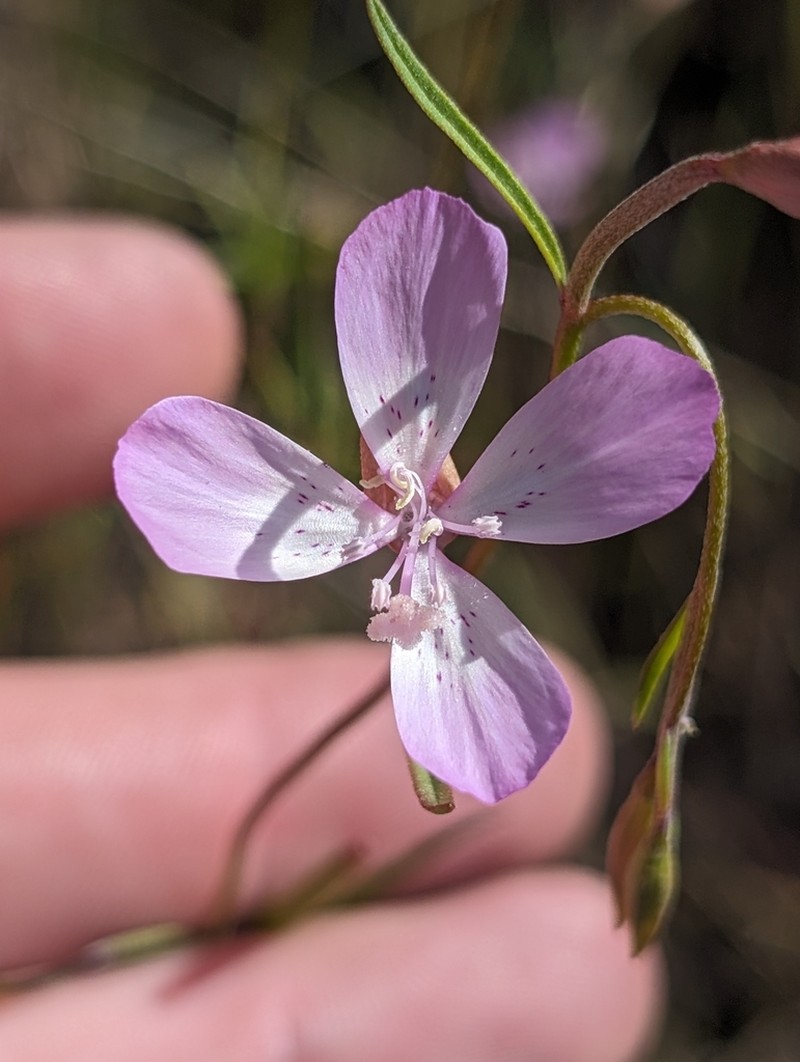 Ramona Clarkia photo 4