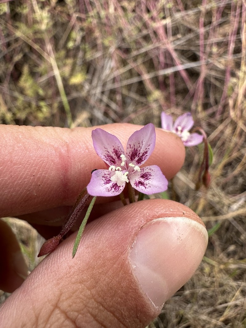 Ramona Clarkia photo 5