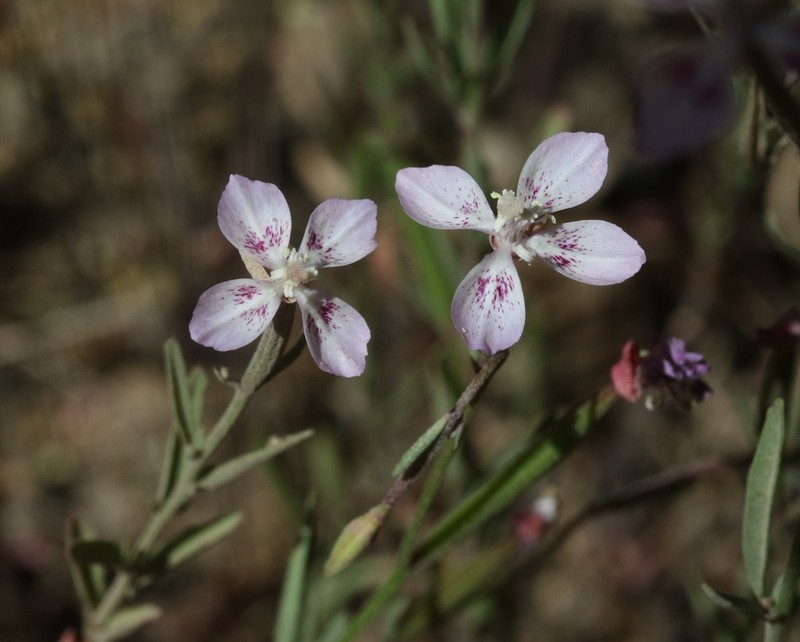 Ramona Clarkia photo 6