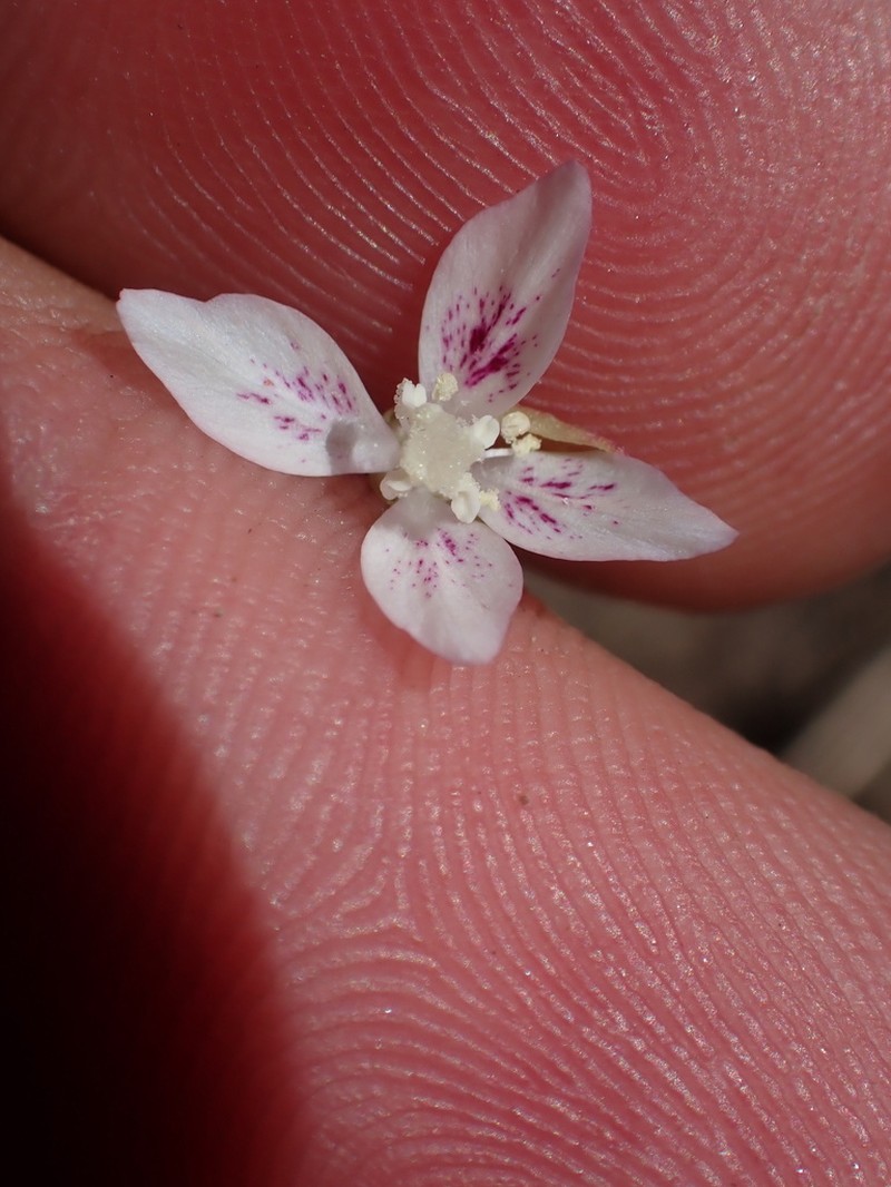 Ramona Clarkia photo 7