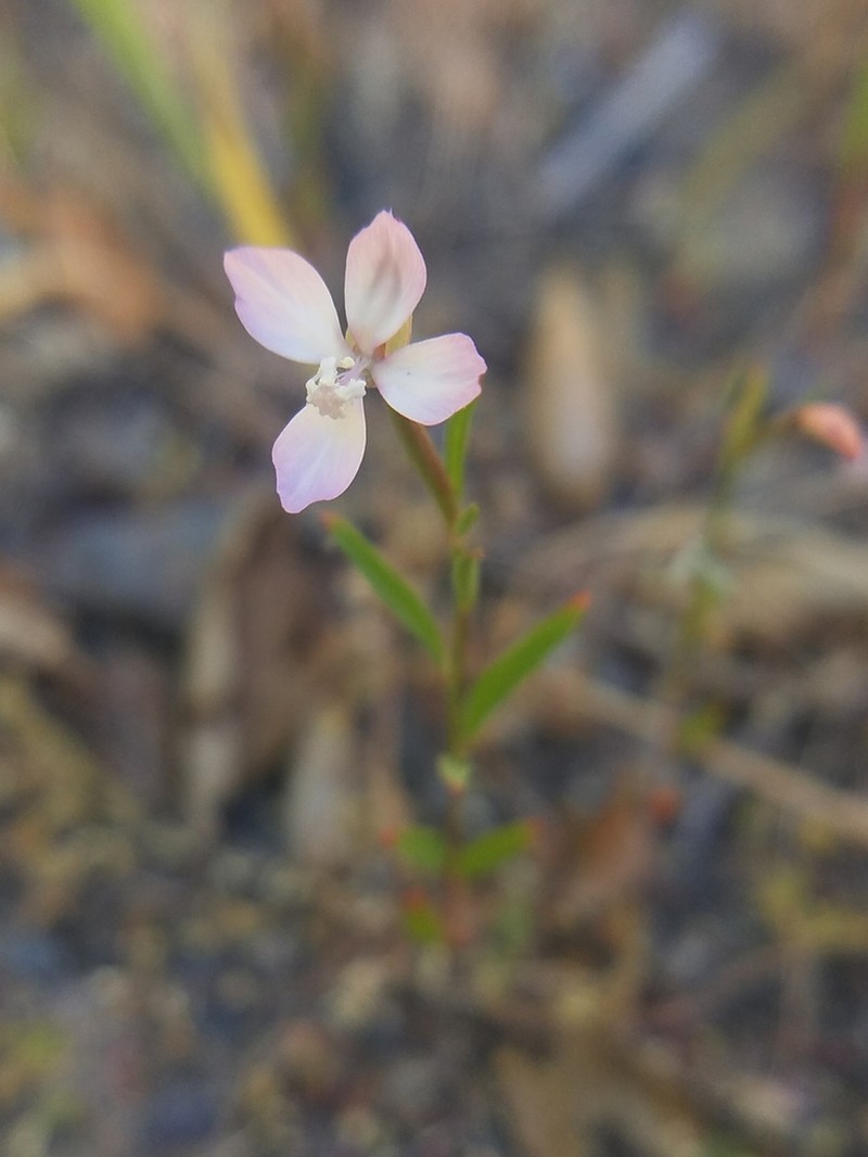 Ramona Clarkia photo 8