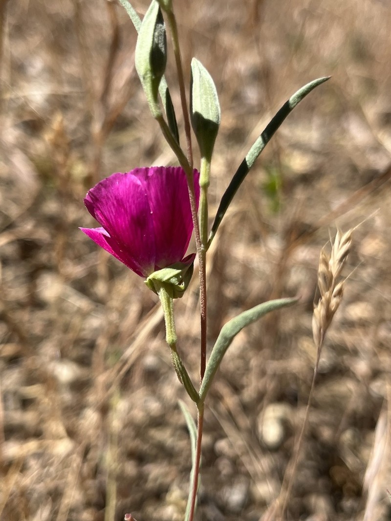 Redspot Clarkia