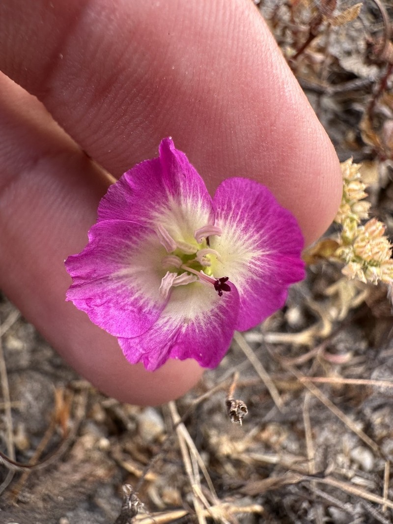 Redspot Clarkia photo 2