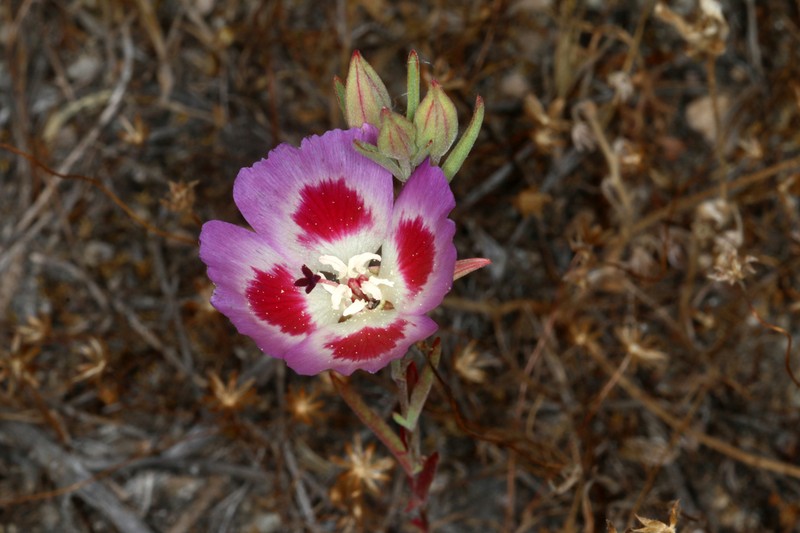 Redspot Clarkia photo 3