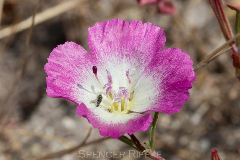 Redspot Clarkia photo 4
