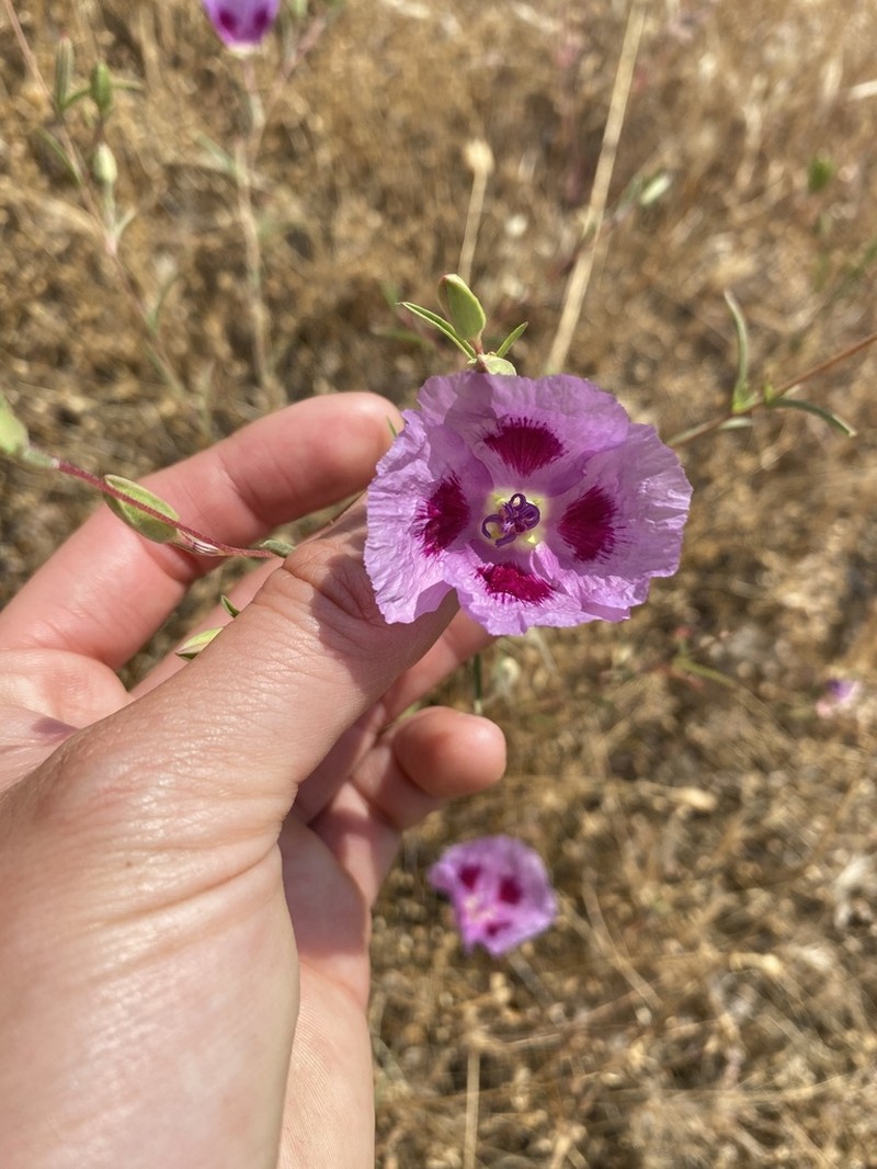 Redspot Clarkia photo 5