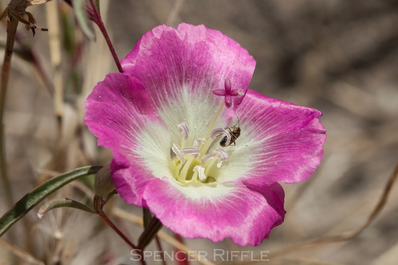 Redspot Clarkia photo 6