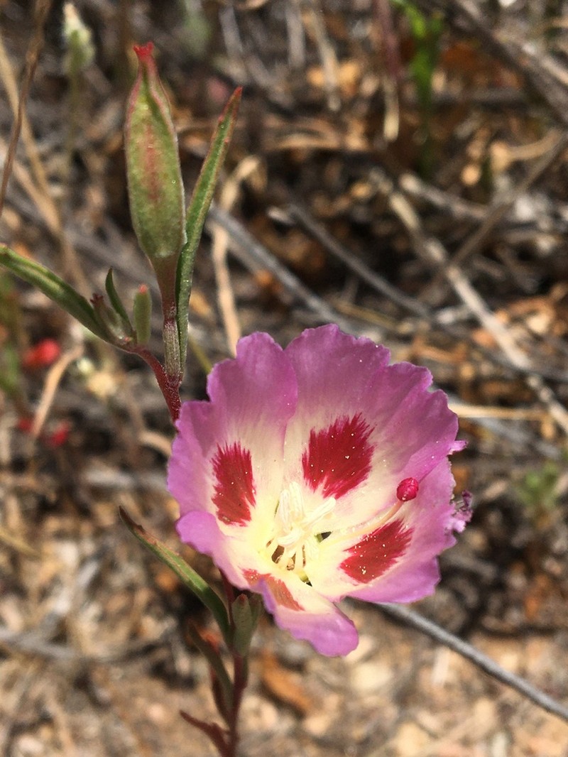 Redspot Clarkia photo 7