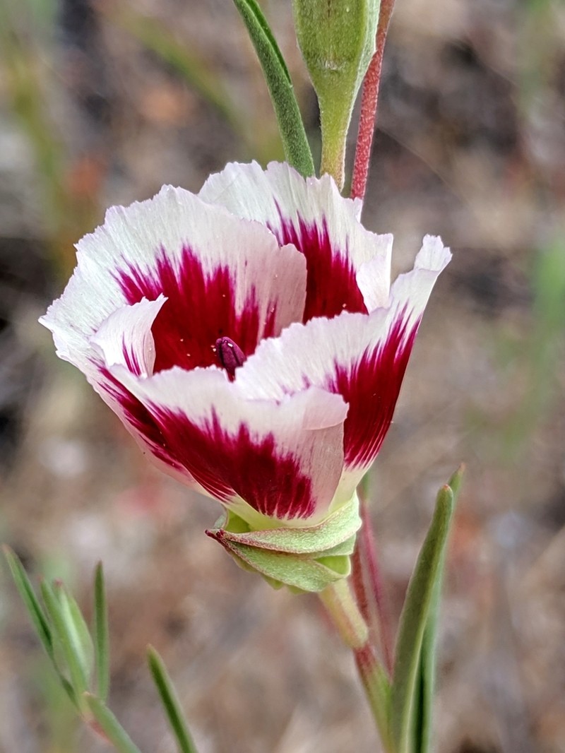 Redspot Clarkia photo 8