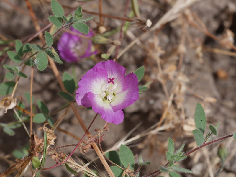 Clarkia speciosa subsp. immaculata