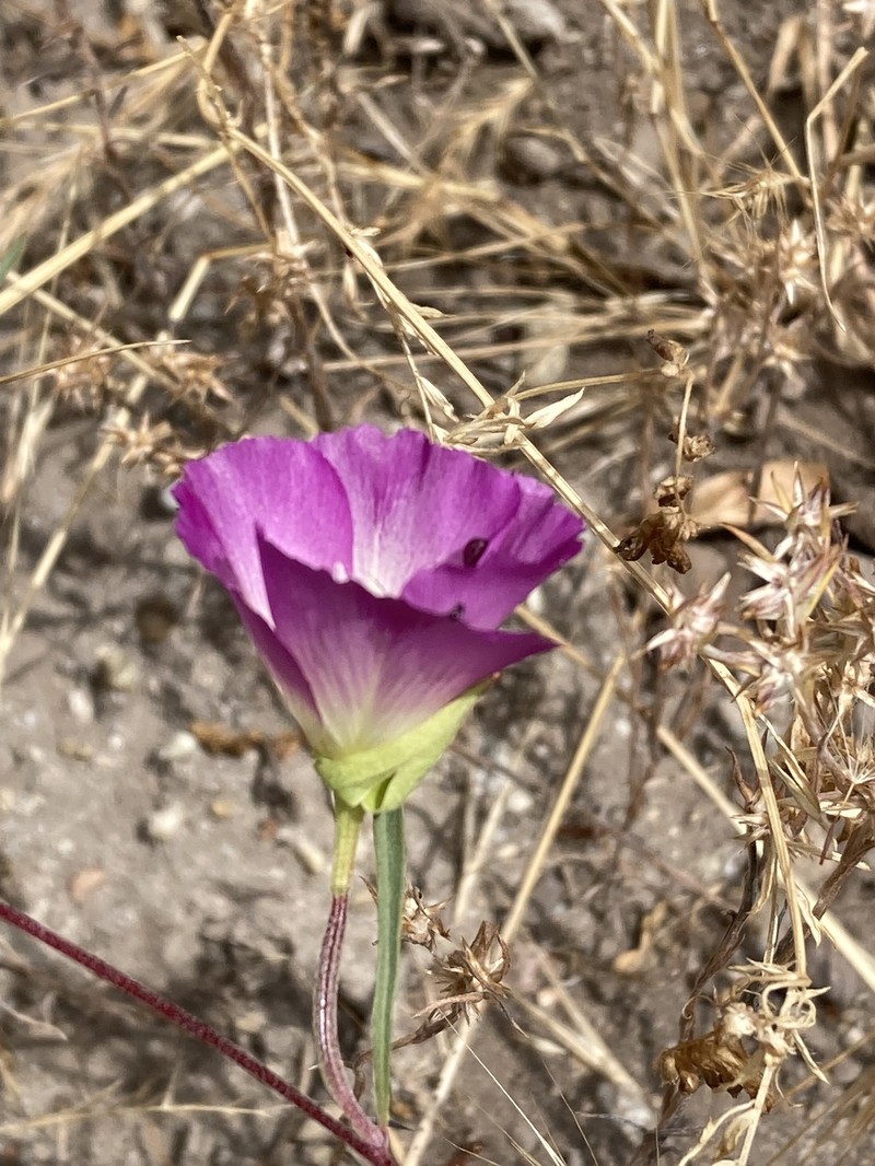 Clarkia speciosa subsp. immaculata photo 2
