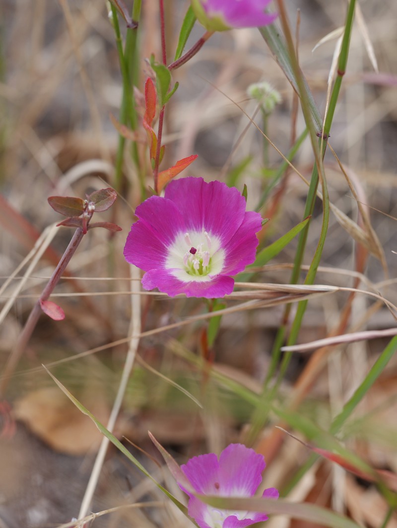 Clarkia speciosa subsp. immaculata photo 3