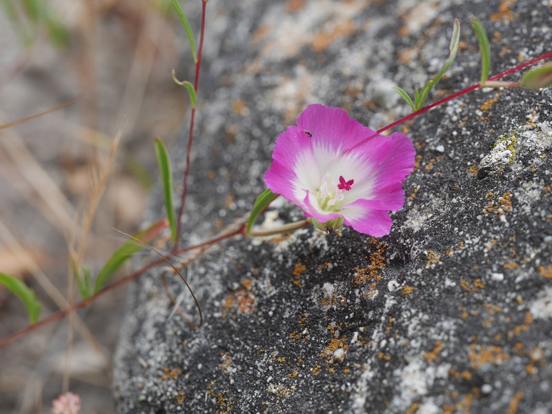 Clarkia speciosa subsp. immaculata photo 4