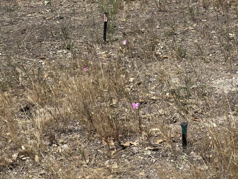 Clarkia speciosa subsp. immaculata photo 5